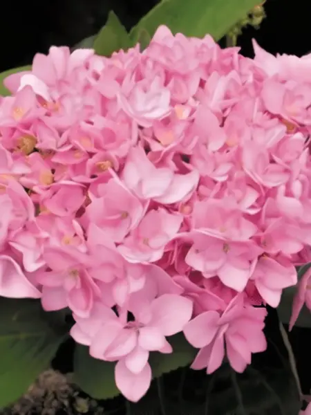 romans-pink-1-354426