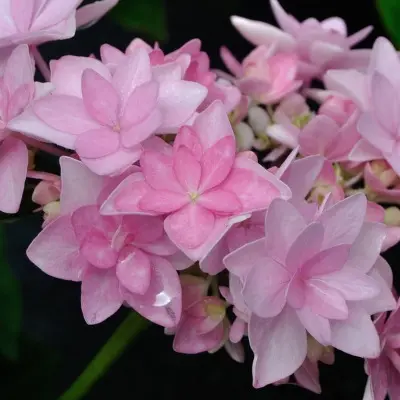 romans-pink-5-354426
