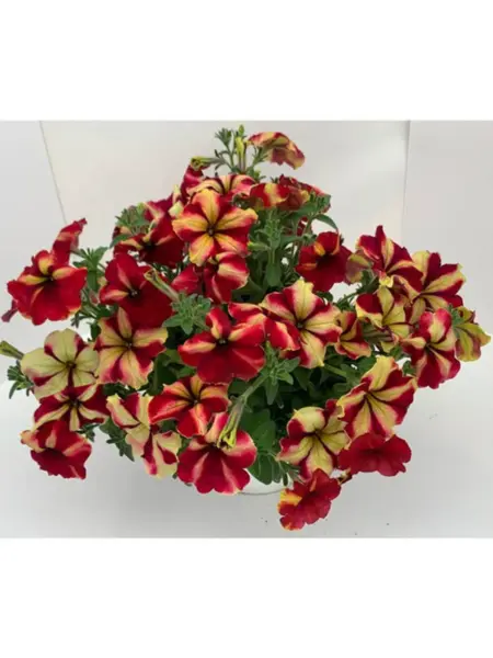 romantika-star-3-345613