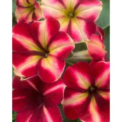 romantika-star-main-345613