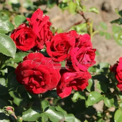 roter-drahe-krasnyy-drakon-5-368317