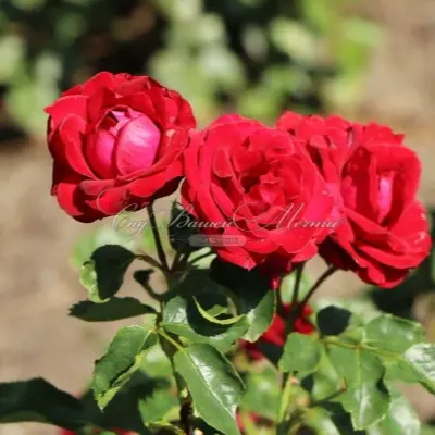 roter-drahe-krasnyy-drakon-6-368317