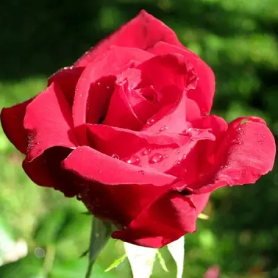 roter-drahe-krasnyy-drakon-7-368317