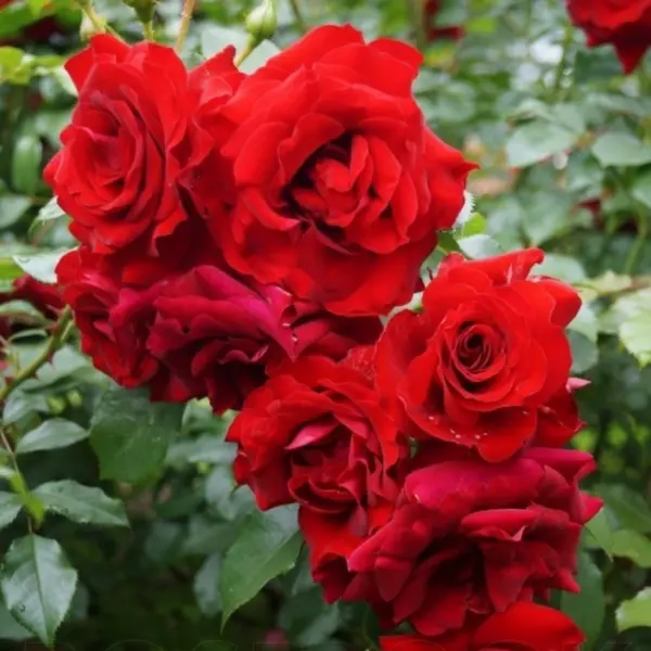 roter-drahe-krasnyy-drakon-main-368317