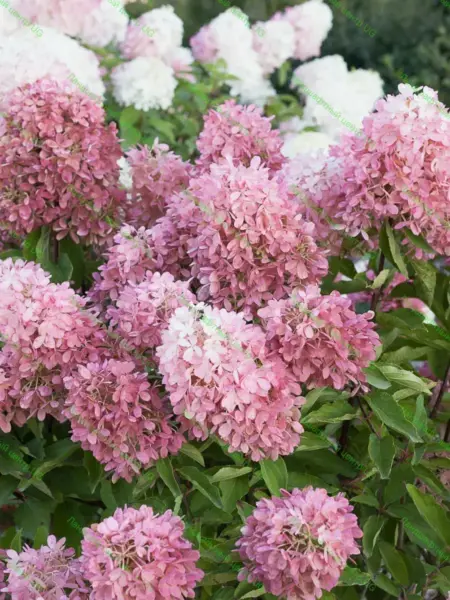 royal-flauer-royal-flover-2-358310