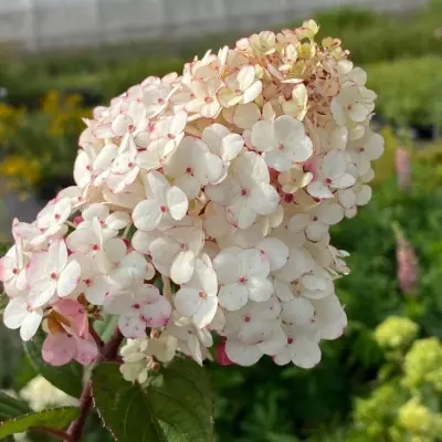 royal-flauer-royal-flover-4-358310