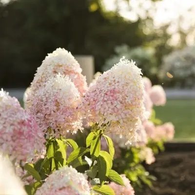 royal-flauer-royal-flover-5-358310