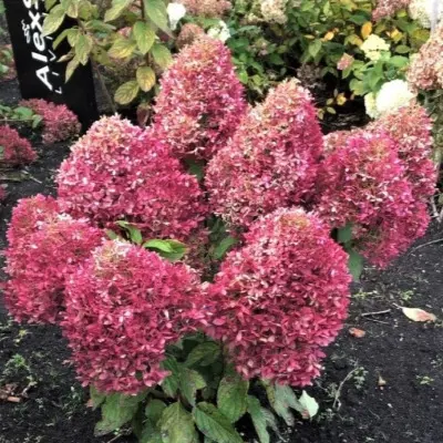 royal-flauer-royal-flover-6-358310