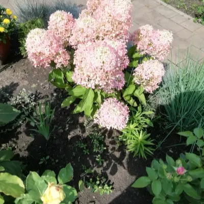 royal-flauer-royal-flover-8-358310
