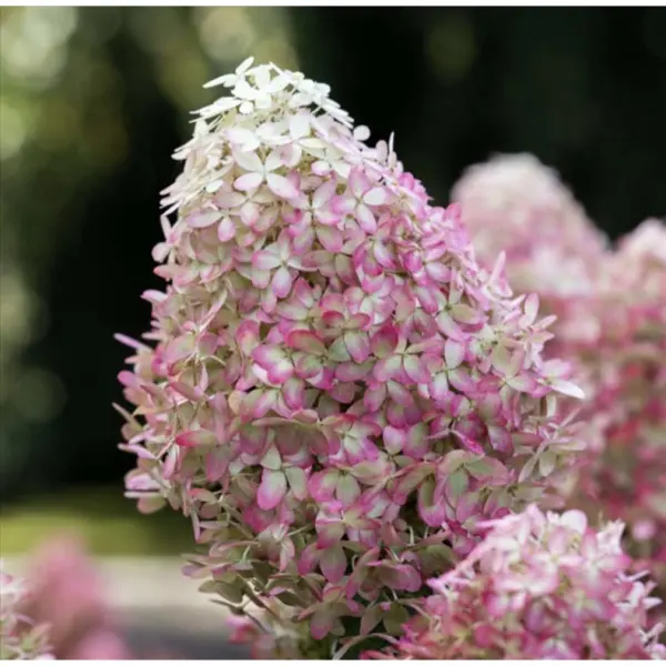 royal-flauer-royal-flover-main-358310