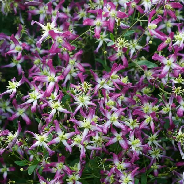 rubromarginata-1-352698