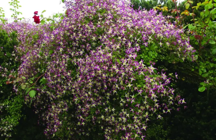 rubromarginata-2-352698
