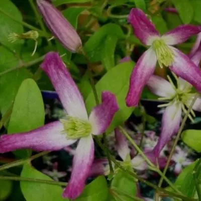 rubromarginata-4-352698