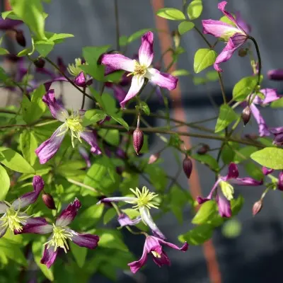 rubromarginata-6-352698