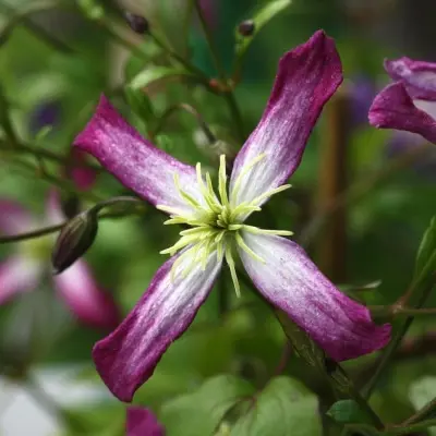 rubromarginata-7-352698