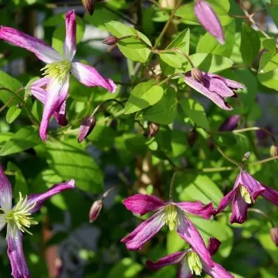 rubromarginata-main-352698