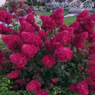samarskaya-lidiya-2-355626