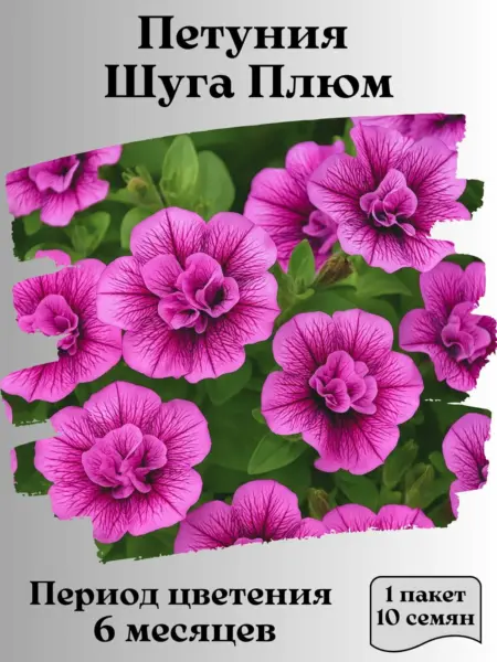 shuga-plyum-sugar-plum-3-345465