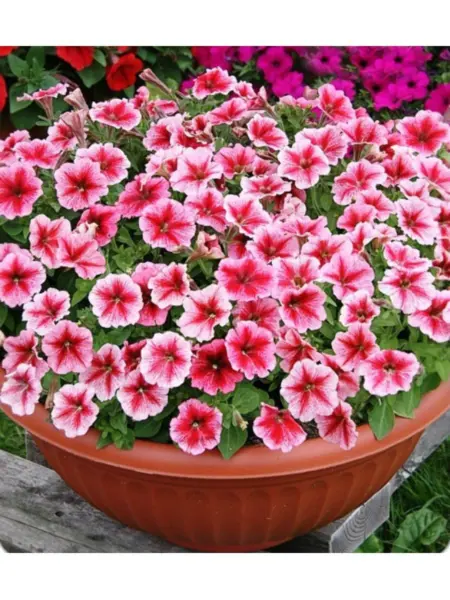 sinderella-red-veyned-1-347199