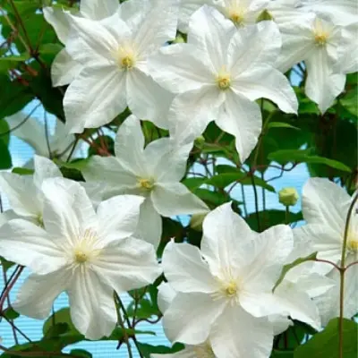 snou-storm-2-350559