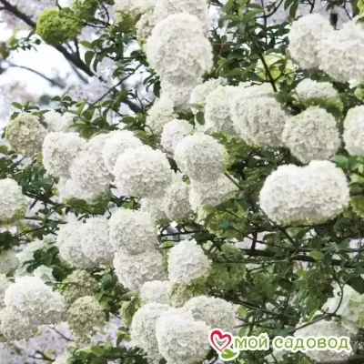 snouboll-shneeboll-3-358431