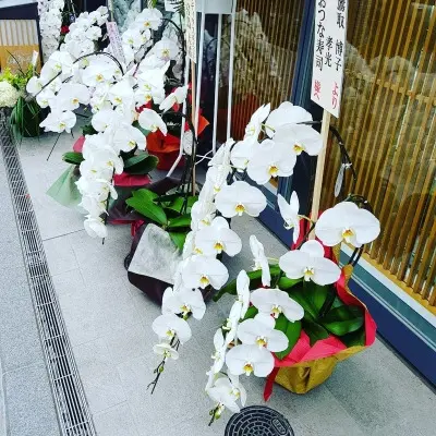 sogo-yukidan-3-366406