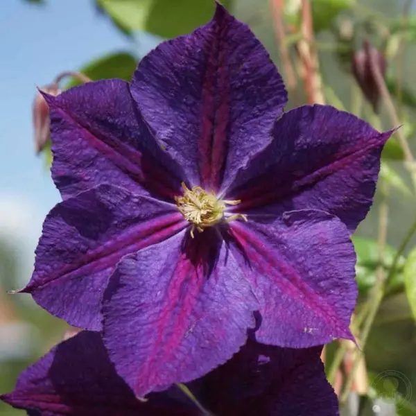 star-of-indiya-3-350492