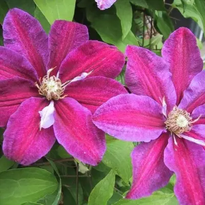 star-of-indiya-5-350492