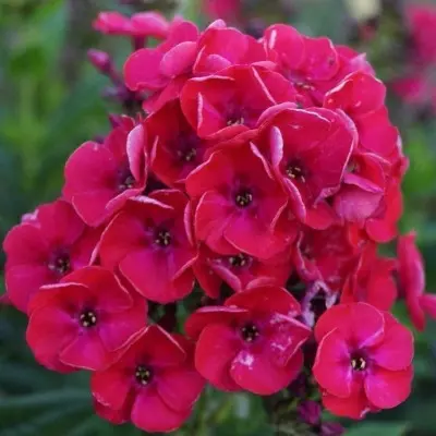stroberri-daykiri-7-363353