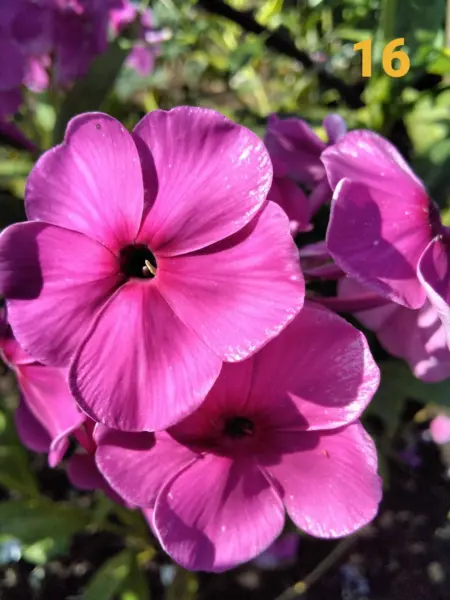 sufle-smorodina-2-362940