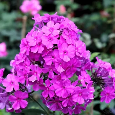sufle-smorodina-3-362940