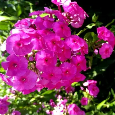sufle-smorodina-4-362940