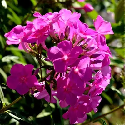 sufle-smorodina-6-362940