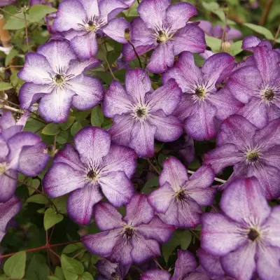 super-nova-main-352765