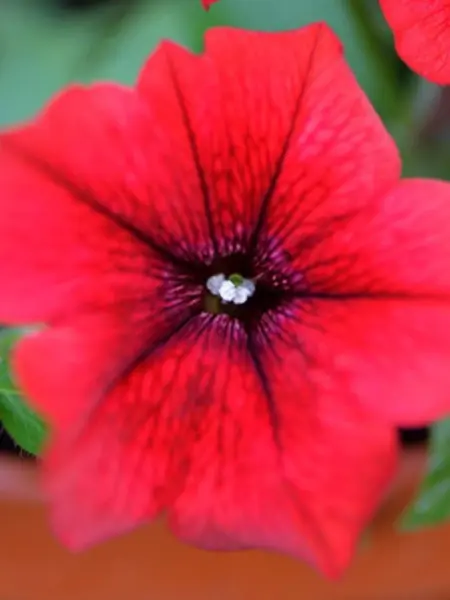 surfiniya-teybl-dark-red-2-347289