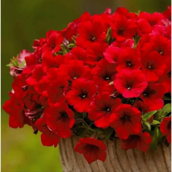 surfiniya-teybl-dark-red-3-347289