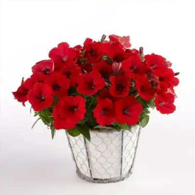 surfiniya-teybl-dark-red-4-347289