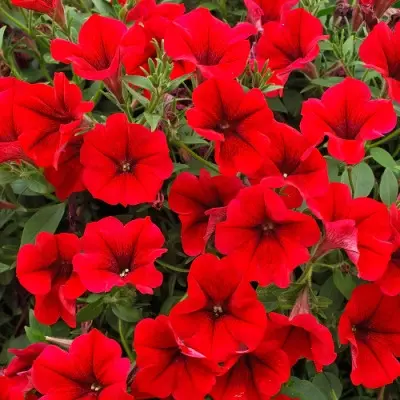 surfiniya-teybl-dark-red-main-347289