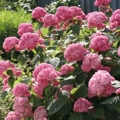 svit-annabel-4-354433