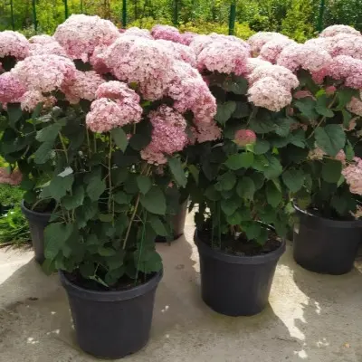 svit-annabel-6-354433