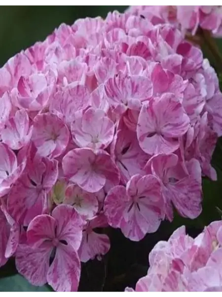 sviti-pink-1-355397