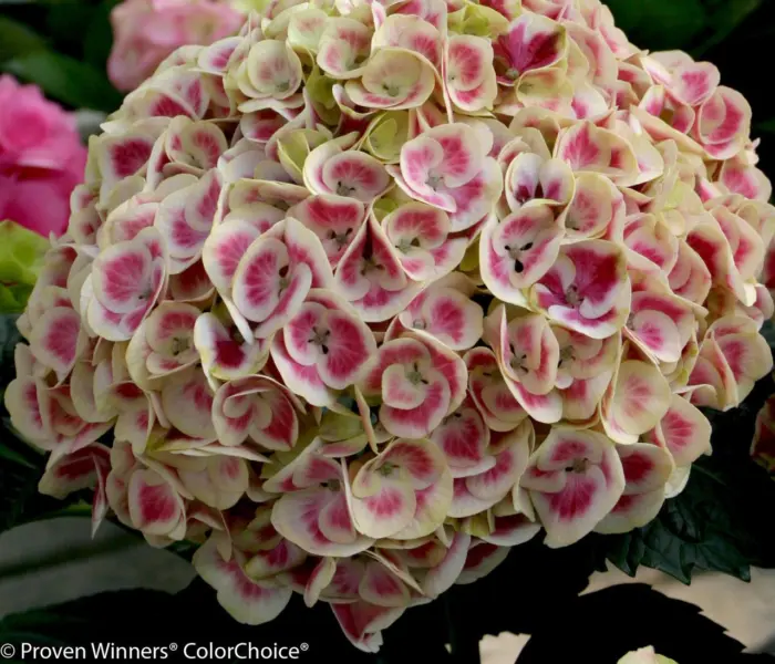 sviti-pink-2-355397