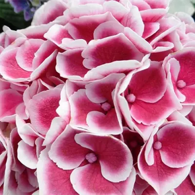 sviti-pink-main-355397
