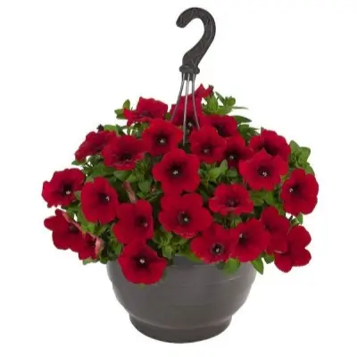 syurprayz-red-5-347185