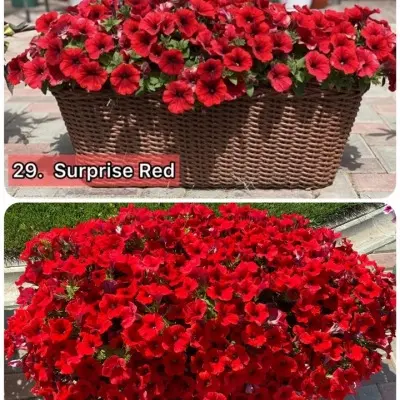 syurprayz-red-6-347185
