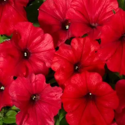 syurprayz-red-main-347185