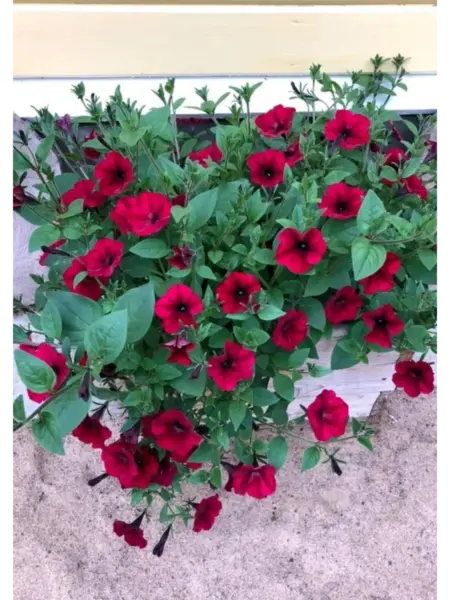 tayfun-parpl-2-345431