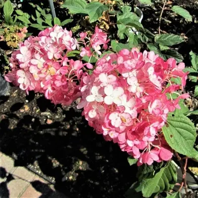 tikled-pink-4-356255