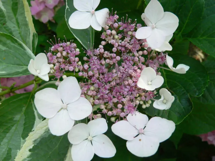 variegata-1-356414