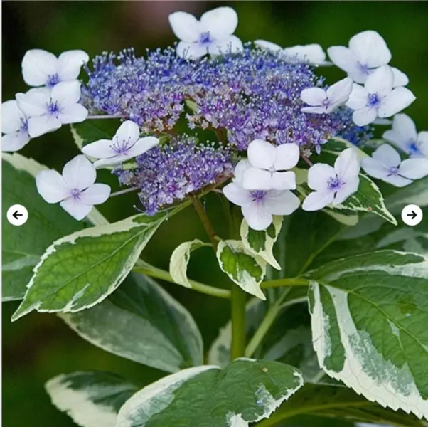 variegata-2-356414